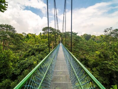 MacRitchie Treetop Walk